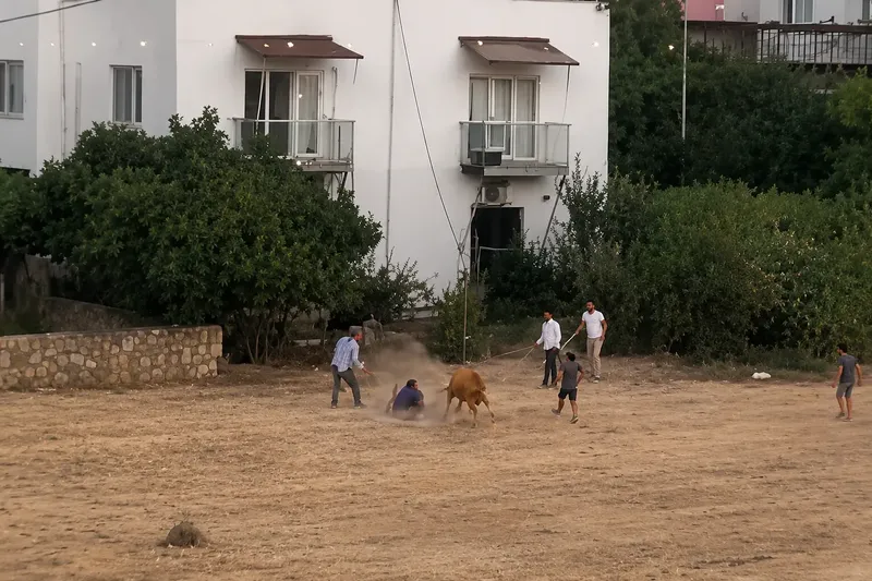 Kaçan inek sahibini yere serdi: O anlar kamerada