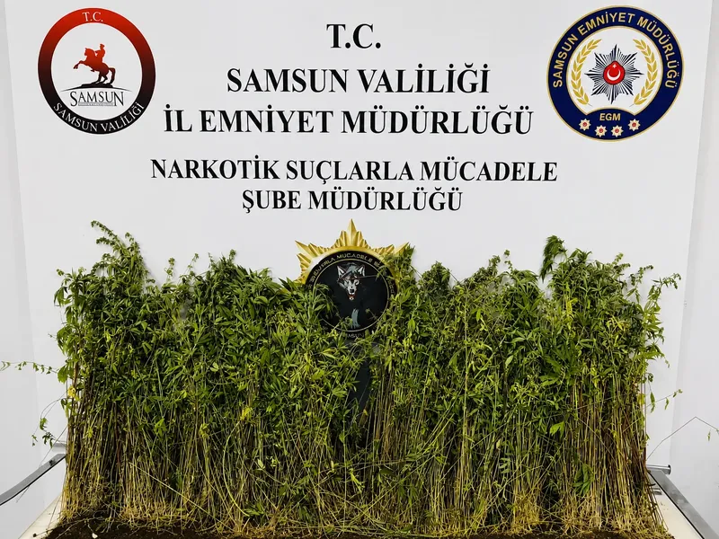 Bafra'da uyuşturucu baskını: 1655 kök kenevir ele geçirildi