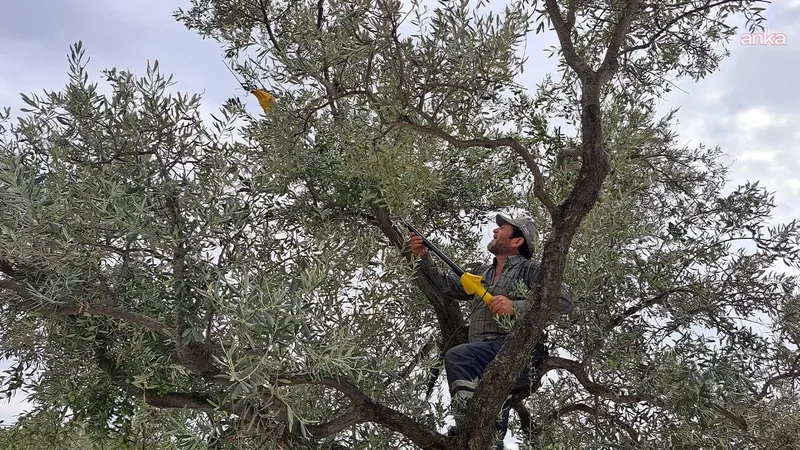 Maliyet altında ezilen üretici hasattan vazgeçiyor: Zeytinler ağaçta kalacak