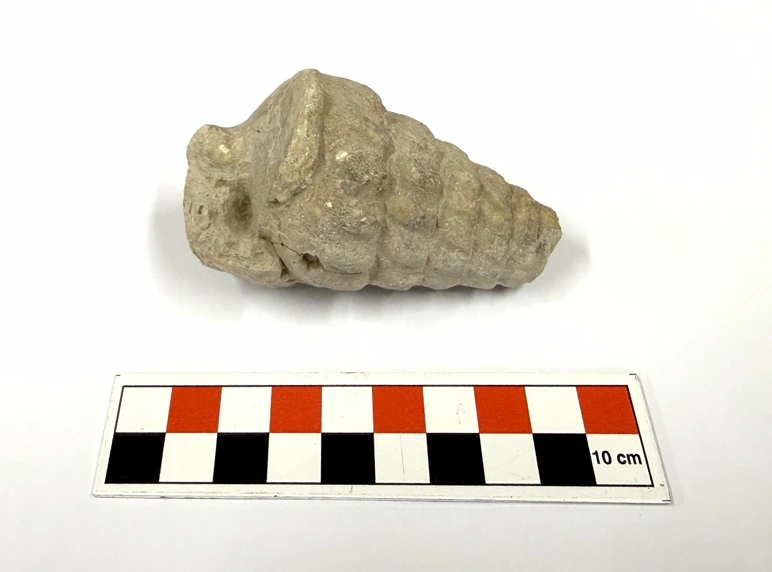 gastropoda-fosili-2-hwj1 gastropoda-fosili-2-hwj1